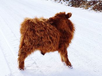 Brown horse on snow