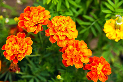 Close-up of orange marigold flowers