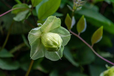 Close-up of flowering plant leaves