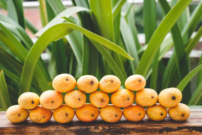 Close-up of fruits on plant