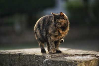 Cat looking away