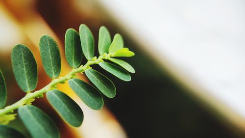 Close-up of fresh green plant