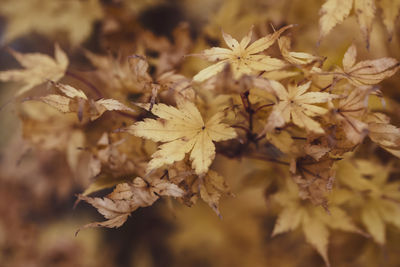 Close-up of wilted plant during autumn