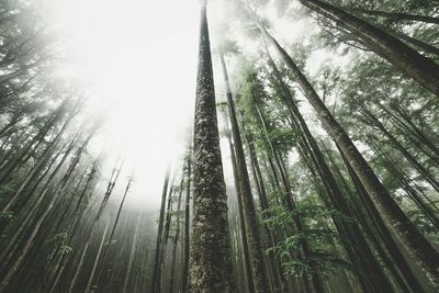 Low angle view of trees in forest