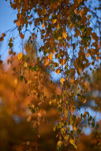 Low angle view of autumn leaves on tree