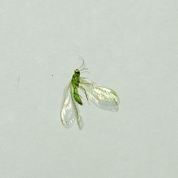 Close-up of insect on white background