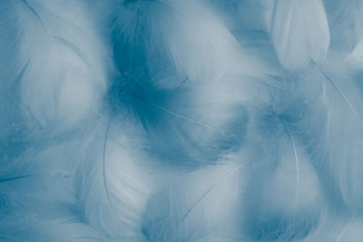 Full frame shot of feather