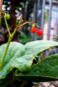 Close-up of red berries growing on tree