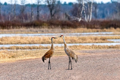 Side view of two birds on land