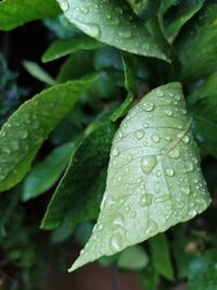 Close-up of wet lemon leaves during rainy season