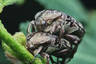 Close-up of mating beetle