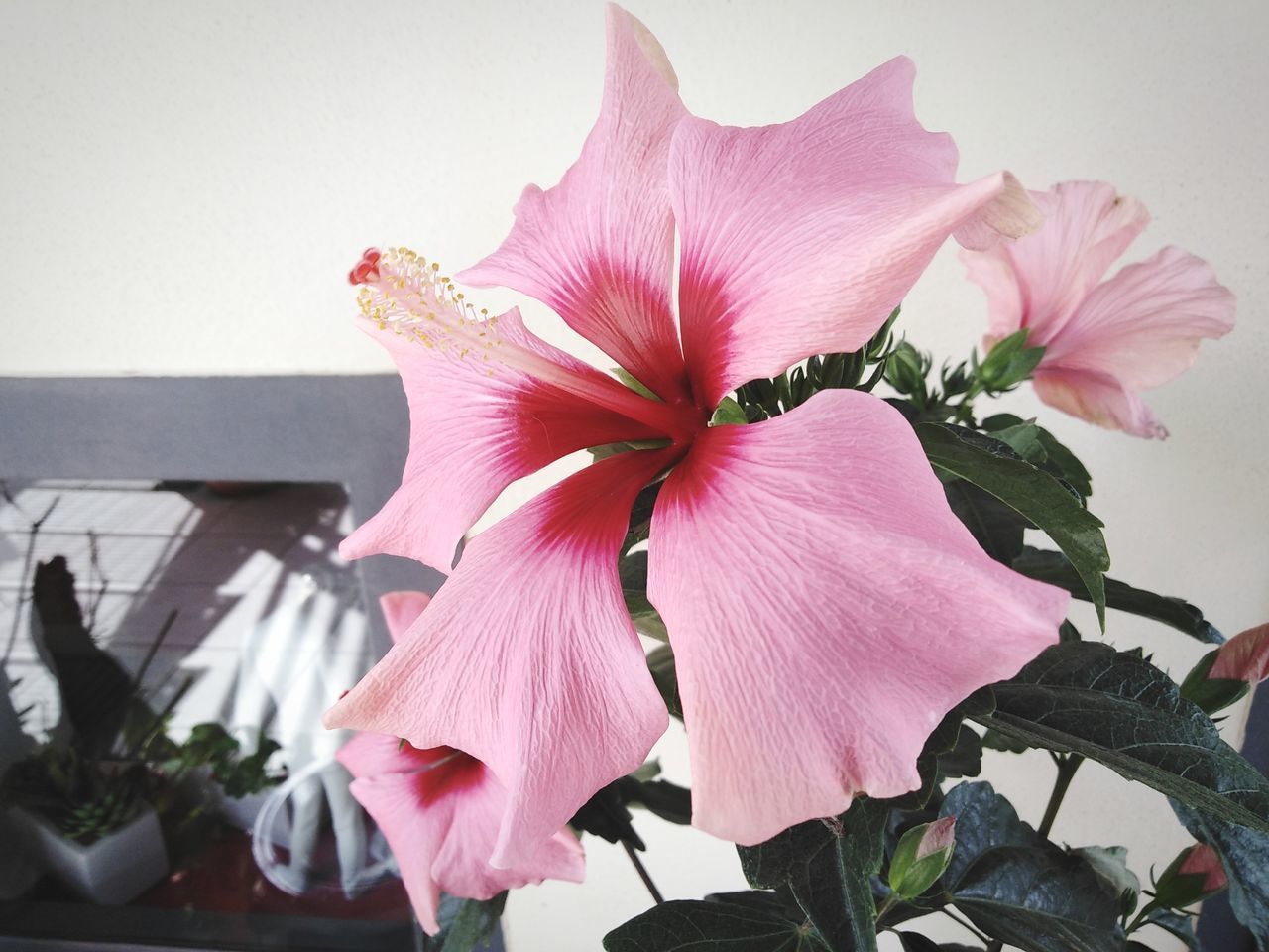 CLOSE-UP OF PINK HIBISCUS FLOWER WITH PLANT