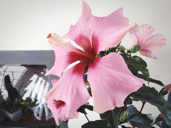 Close-up of pink hibiscus flower