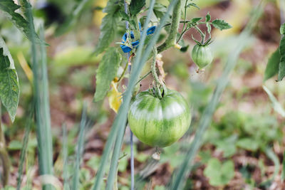 Close-up of fruits hanging on plant