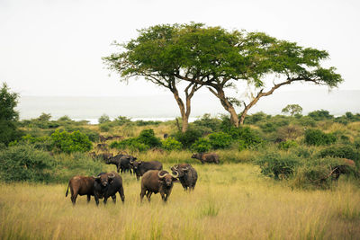 Buffalo herd in lush savanna in murchison falls. ideal for nature, safari, and travel projects. 