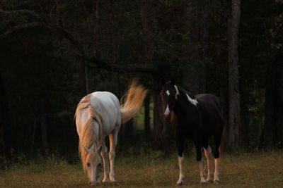 Horses standing in a field