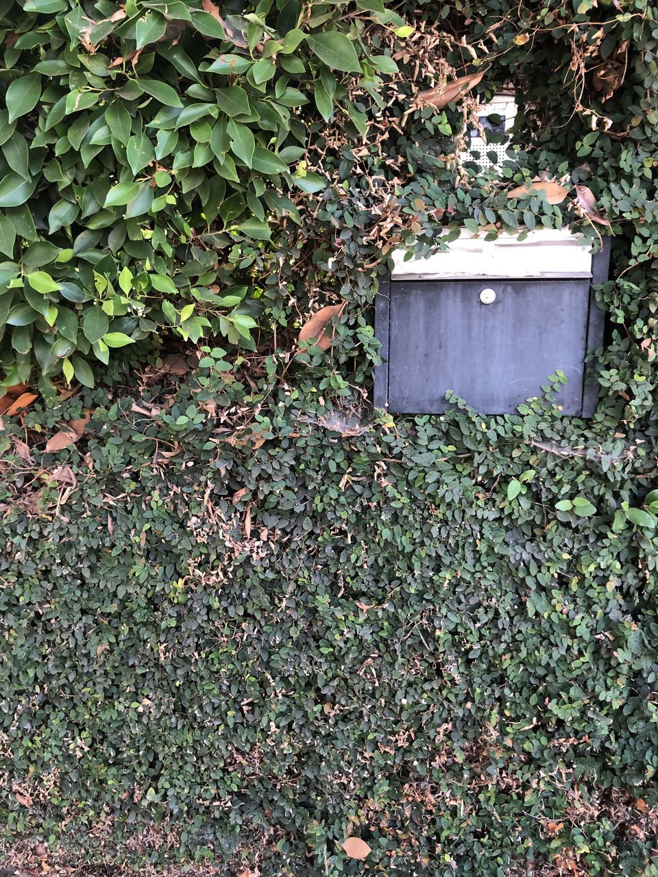 CLOSE-UP OF IVY GROWING ON PLANT