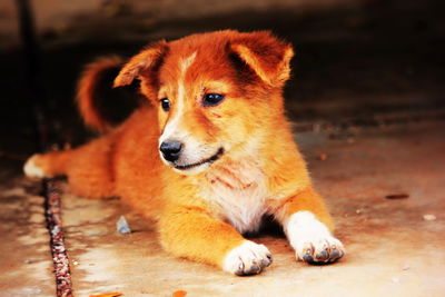 Close-up of a dog looking away