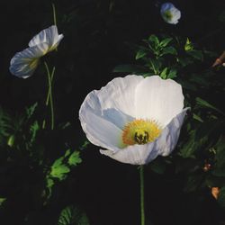 Close-up of white flower blooming outdoors