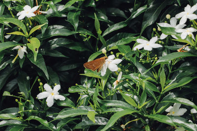 Close-up of butterfly pollinating on flowering plant