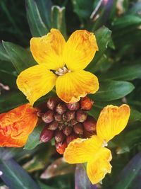 Close-up of yellow flower blooming outdoors