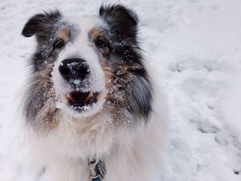 Portrait of dog on snow covered field