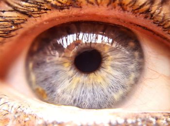 Close-up of human eye