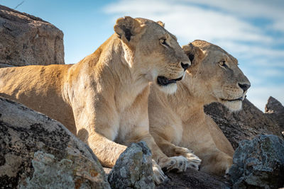 Lionesses lie mirroring each other on rocks