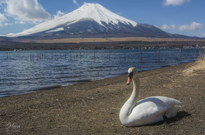 Swan swimming on lake by mountain against sky