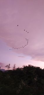 Flock of birds flying in the sky