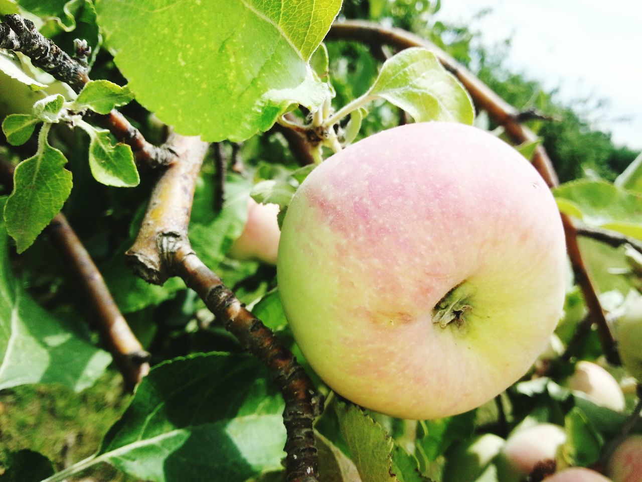 fruit, leaf, growth, tree, freshness, food and drink, close-up, branch, focus on foreground, green color, nature, food, healthy eating, plant, day, beauty in nature, outdoors, growing, apple - fruit, low angle view