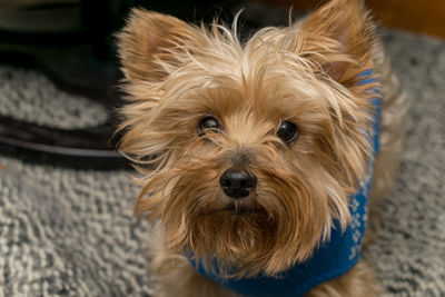 Close-up portrait of dog at home