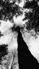 Low angle view of trees against sky