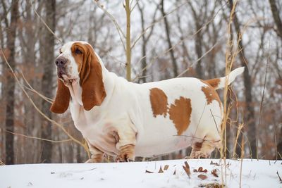 View of a dog on snow