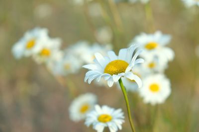 Close-up of fresh white flowers blooming in field