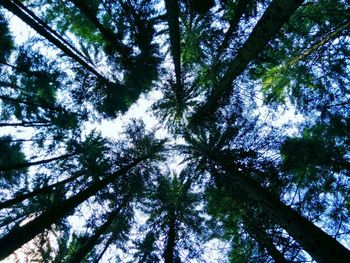 Low angle view of trees against sky