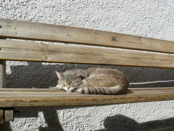 Portrait of cat relaxing on wood against wall