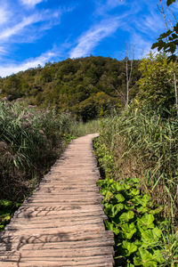 Footpath amidst trees against sky