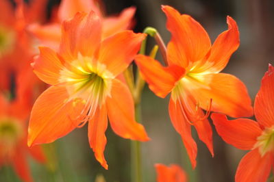 Close-up of orange flowering plants