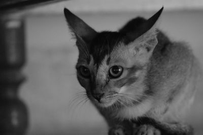 Close-up portrait of cat