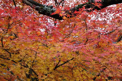 Low angle view of maple tree