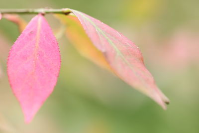 Close-up of pink leaves on plant during autumn