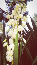 Low angle view of flowers blooming against sky