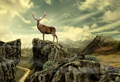 Giraffe standing on mountain against sky