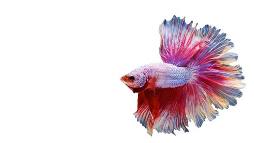 Close-up of fish underwater