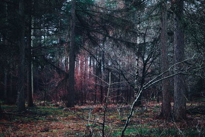 Trees in forest during autumn