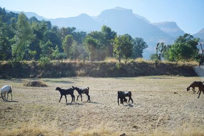 Horses grazing in a field