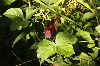 High angle view of red flowering plant