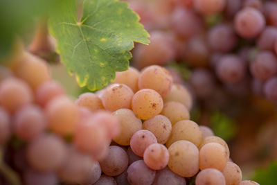 Close-up of grapes