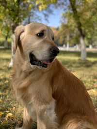 Close-up of dog looking away